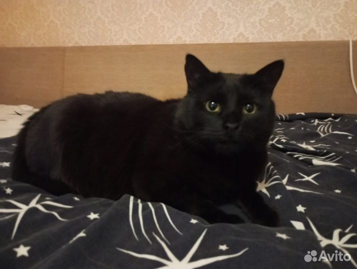 Кот ищет дом