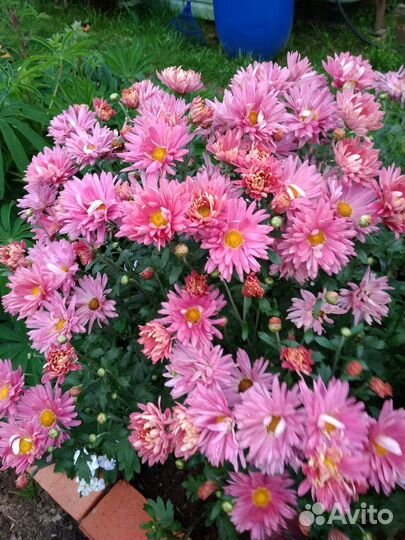 Хризантема