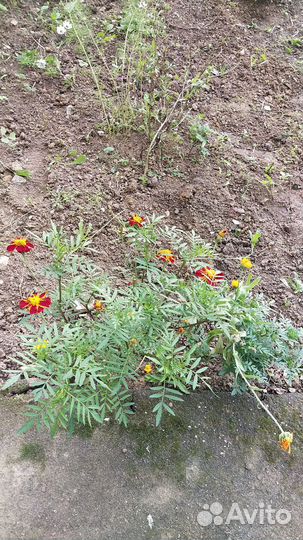 Семена цветов