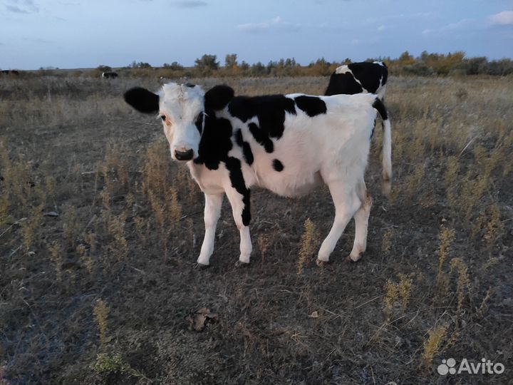 Коровы и телка