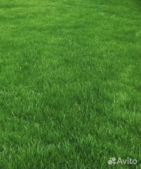 Семена газонной травы