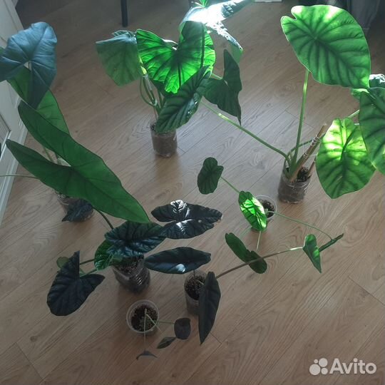 Клубни алоказий