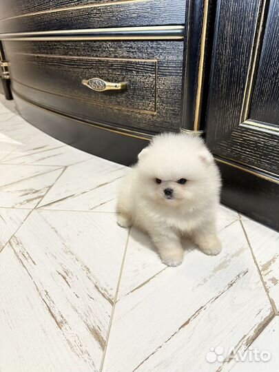 White мальчик померанский шпиц