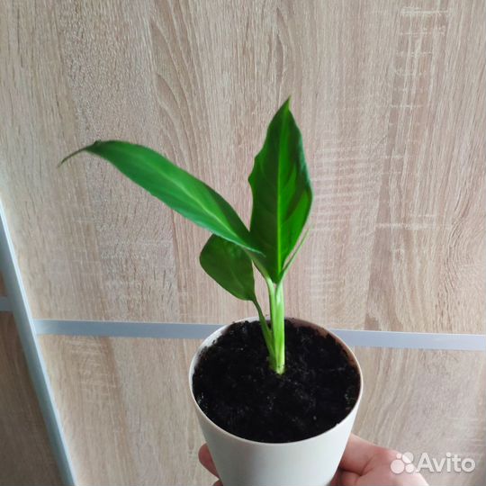 Алоэ, кактус, абрикос, бегония