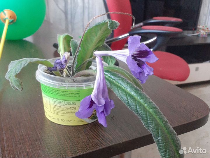 Стрептокарпус