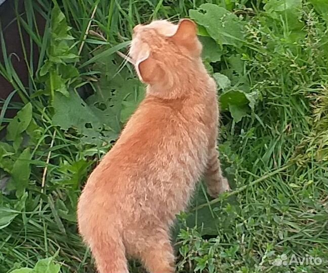 Котята в дар