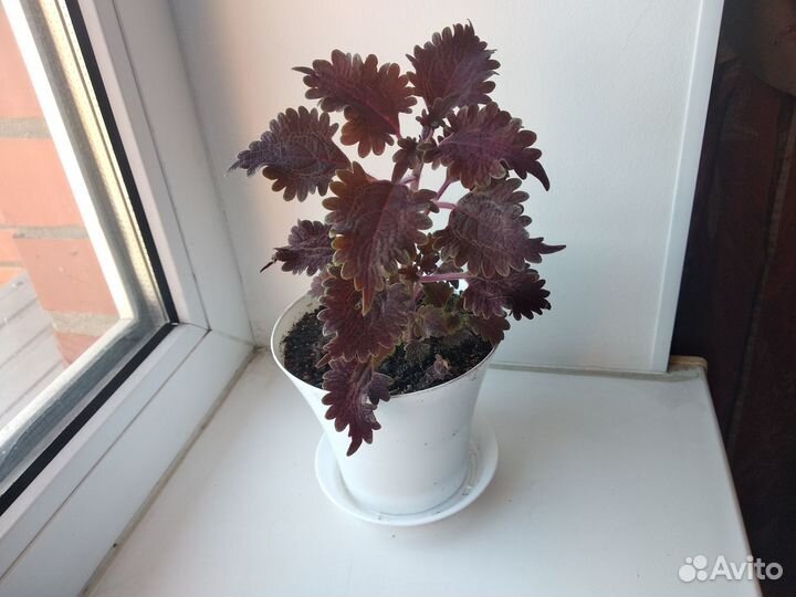 Колеус сортовой