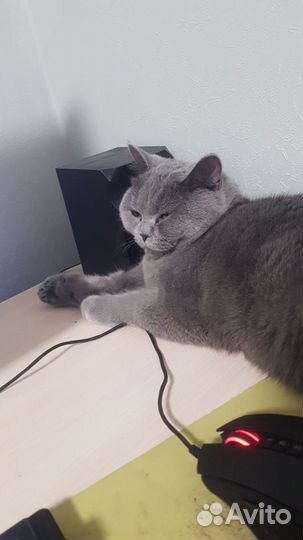 Кошки в добрые руки