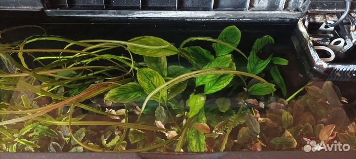 Аквариум 60л Juwel Rekord 600 с тумбой