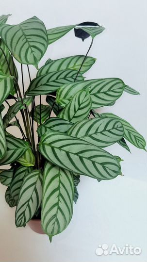 Ктенанта щетинистая Компакт Стар, Оппенгейма