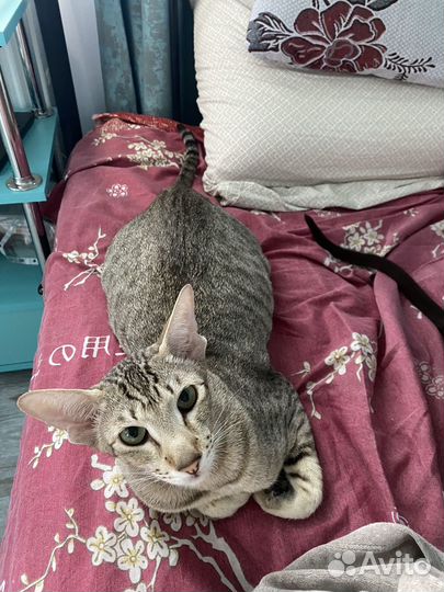 Ориентальные котята