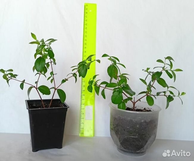 Мирт крупнолистный