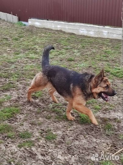 Немецкая овчарка