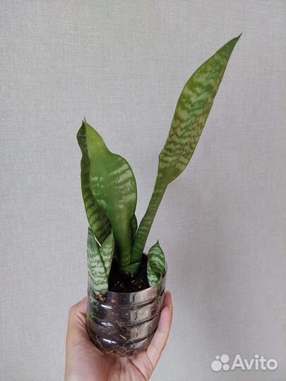 Сансевиерия