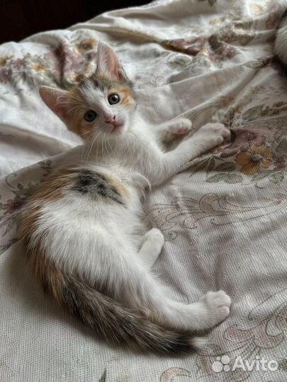 Котенок в добрые руки