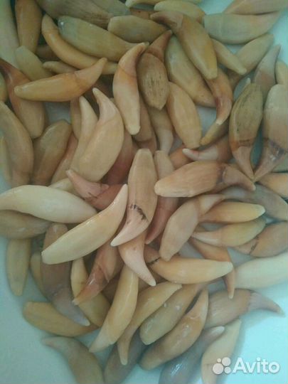 Клыки. 100 оригинал