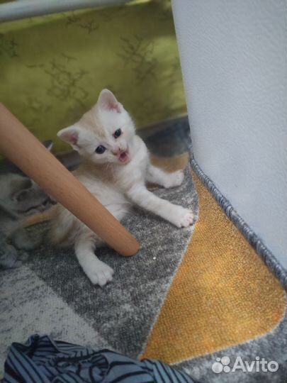 Кошки
