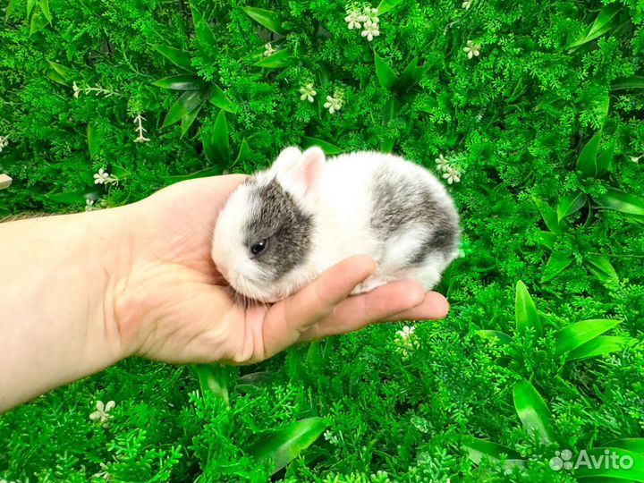 Карликовый кролик декоративный