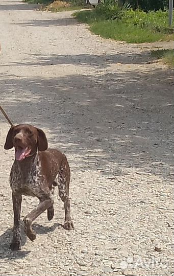 Вязка Курцхаар