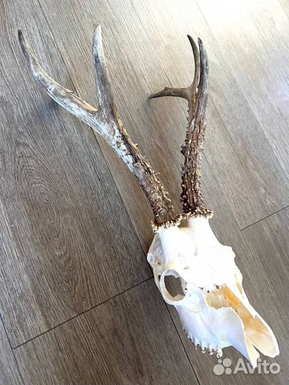 Череп оленя