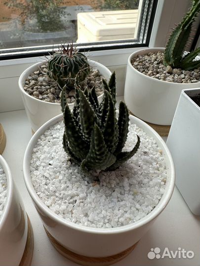 Кактусы и суккуленты