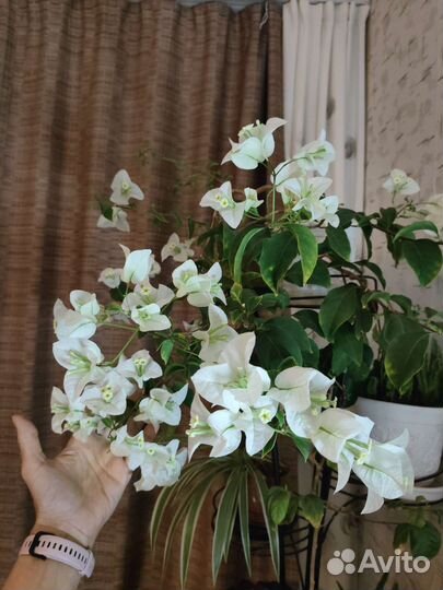 Бугенвиллии разные