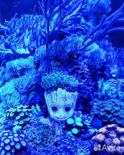 Оформление, чистка, обслуживание аквариумов и тп