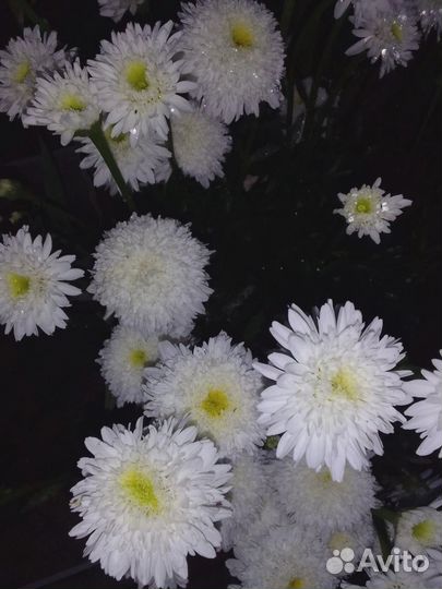 Махровая ромашка неземной красоты