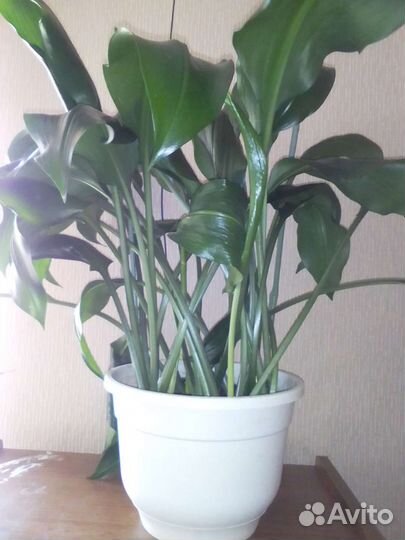 Эухарис амазонская лилия луковицы