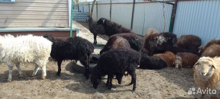 Овцы бараны ягнята