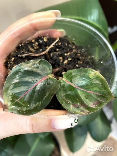 Растения все по одной цене