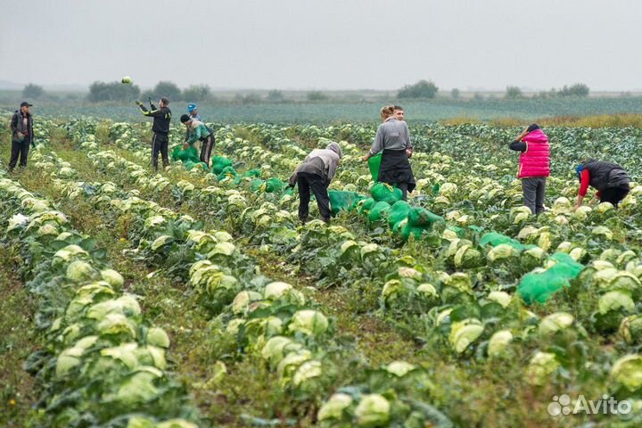 Овощевод вахта