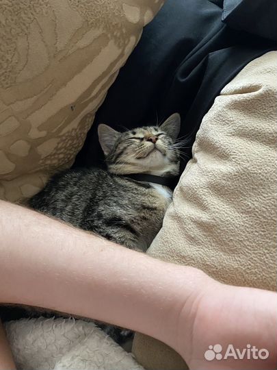 Котенок бобтейл