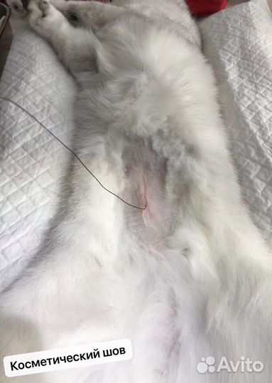 Кастрация, Стерилизация,Вакцинация