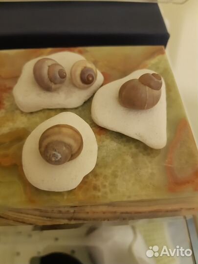 Ракушка камни