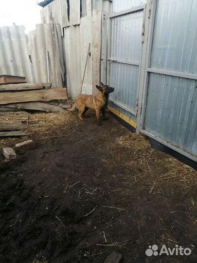 Бельгийская овчарка