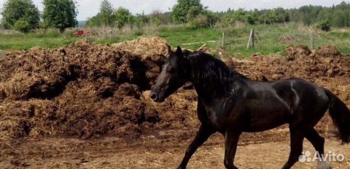 Навоз конский, коровий в мешках