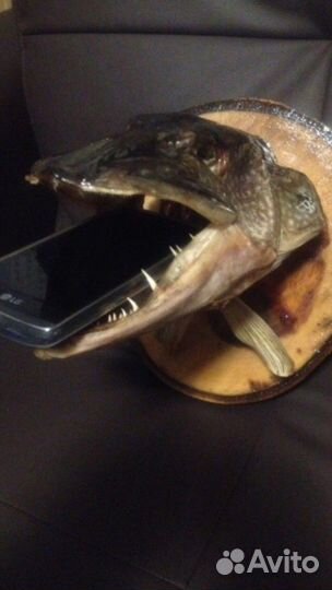 Чучело головы рыбы