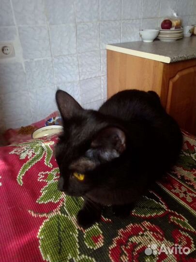 Кошки в добрые руки