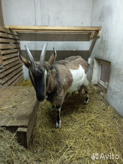 Коза дойная