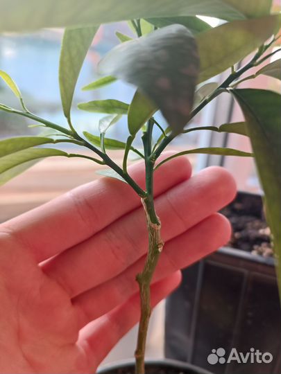 Прививка цитрусовых растений