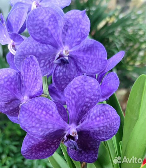 Орхидея Ванда цветущая в вазоне