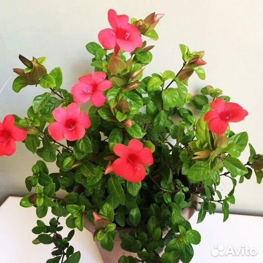 Сортовые гибискусы.Барлерия.Броваллия.Эписции