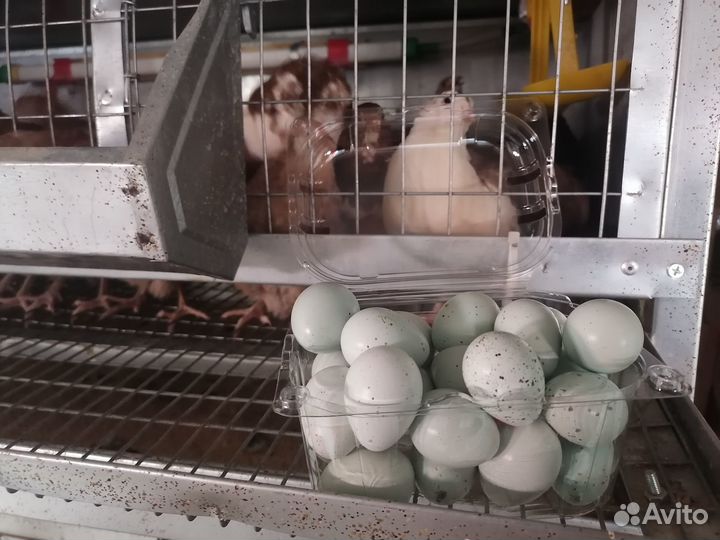 Яйца перепелиные