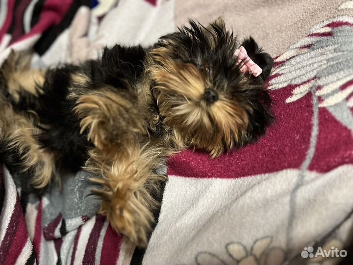 Передержка собак