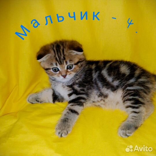 Шотландские котята