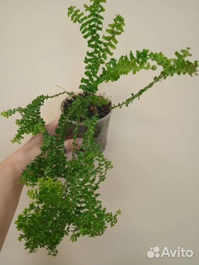 Папоротник Хенди