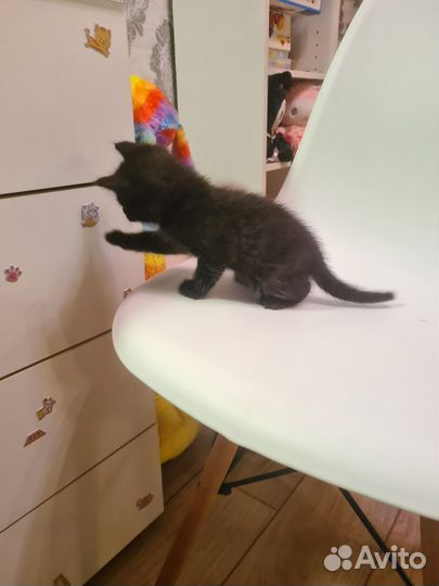 Котята в добрые руки 1 месяц