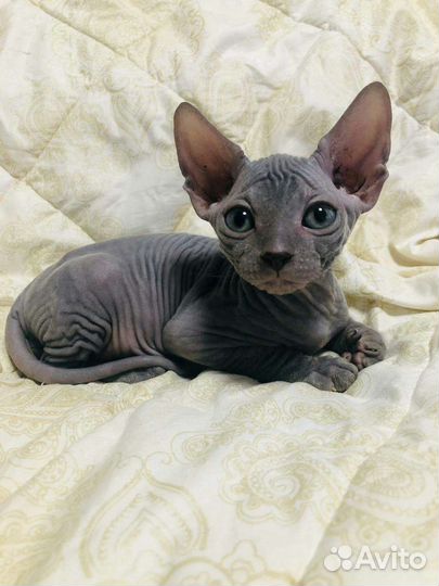Котенок Сфинкс