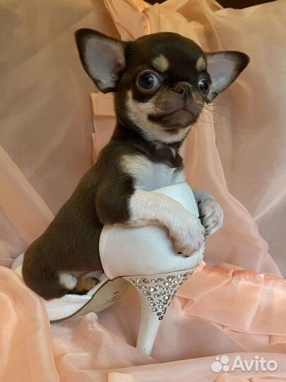 Неземной красоты мини куколки чихуахуа